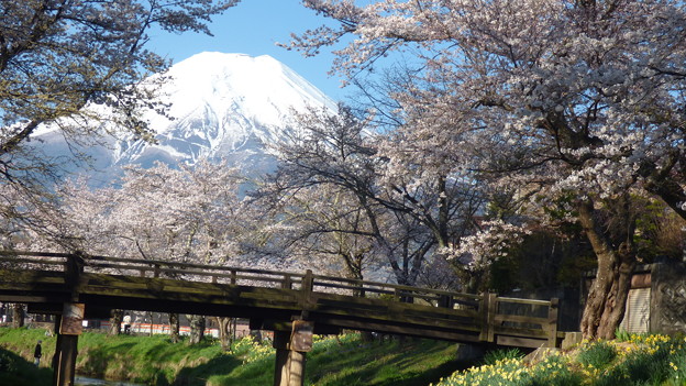 写真: 忍野八海、桜と富士山319