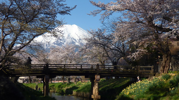 写真: 忍野八海、桜と富士山321