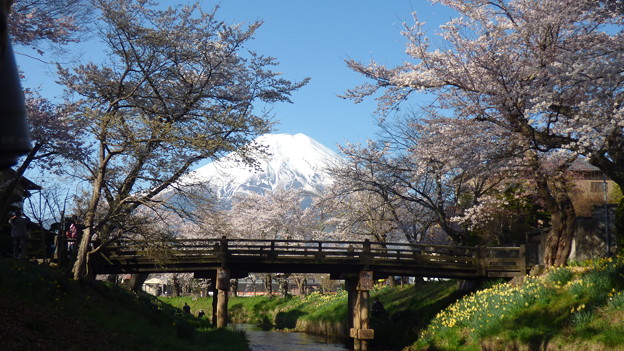 写真: 忍野八海、桜と富士山324