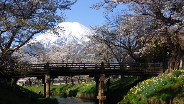 忍野八海、桜と富士山326