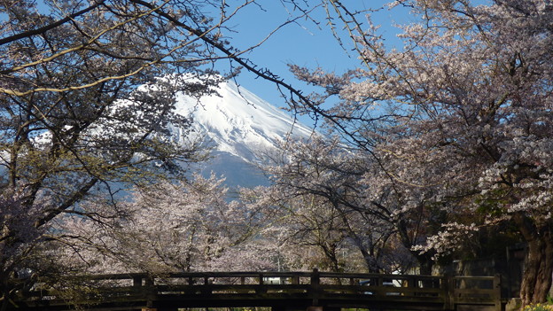 忍野八海、桜と富士山327