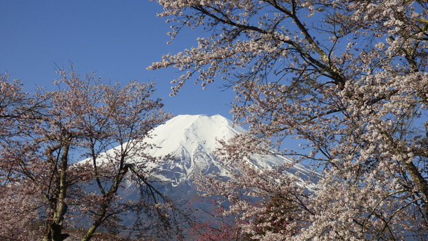 写真: 忍野八海、桜と富士山328