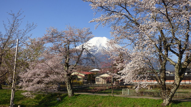忍野八海、桜と富士山329