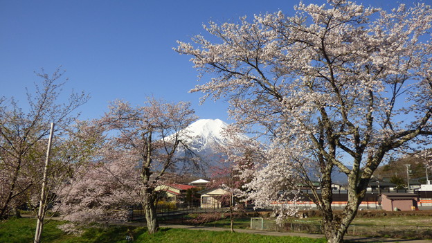 写真: 忍野八海、桜と富士山330