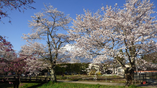 写真: 忍野八海、桜と富士山333