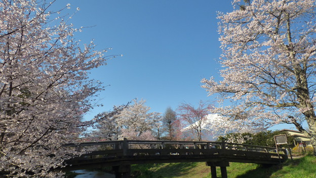 忍野八海、桜と富士山335