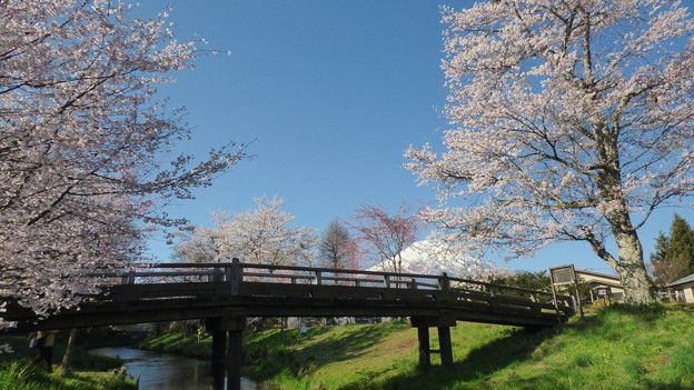 写真: 忍野八海、桜と富士山338