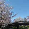 写真: 忍野八海、桜と富士山339