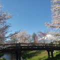写真: 忍野八海、桜と富士山341