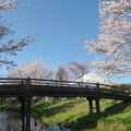 写真: 忍野八海、桜と富士山342