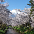 忍野八海、桜と富士山349