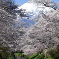 写真: 忍野八海、桜と富士山351