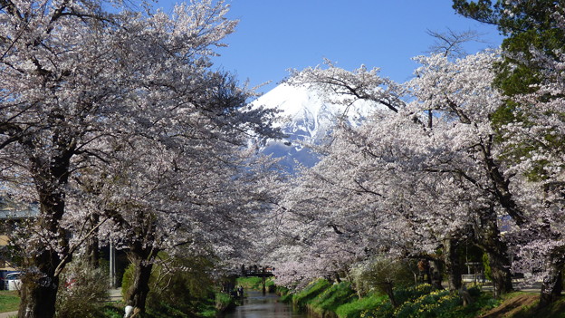 写真: 忍野八海、桜と富士山353