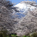 写真: 忍野八海、桜と富士山354