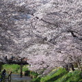 写真: 忍野八海、桜と富士山355