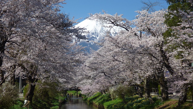 写真: 忍野八海、桜と富士山356