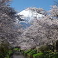 写真: 忍野八海、桜と富士山356