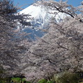 写真: 忍野八海、桜と富士山357