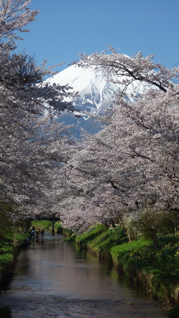 写真: 忍野八海、桜と富士山358