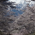 写真: 忍野八海、桜と富士山359