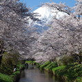 写真: 忍野八海、桜と富士山360