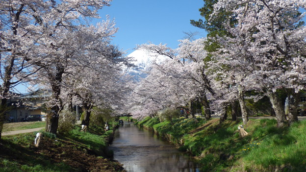 忍野八海、桜と富士山361