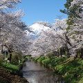 写真: 忍野八海、桜と富士山361