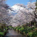 写真: 忍野八海、桜と富士山362