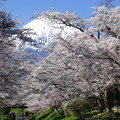 写真: 忍野八海、桜と富士山363