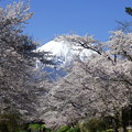写真: 忍野八海、桜と富士山364