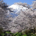 写真: 忍野八海、桜と富士山365