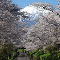 写真: 忍野八海、桜と富士山366