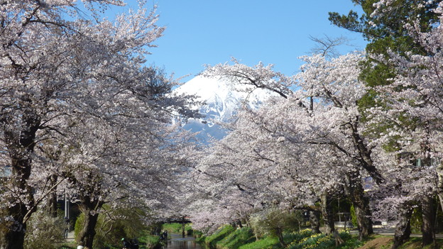 写真: 忍野八海、桜と富士山367