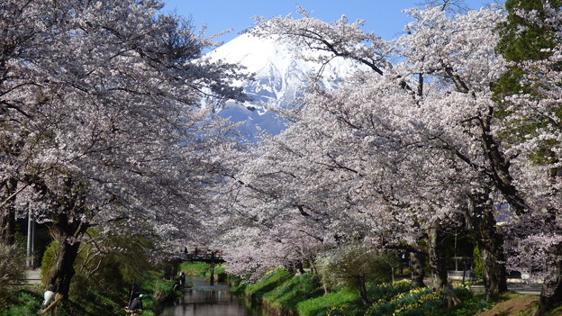 写真: 忍野八海、桜と富士山368