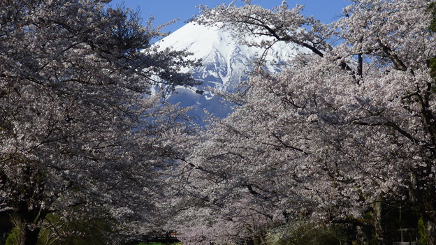 写真: 忍野八海、桜と富士山370