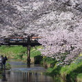 写真: 忍野八海、桜と富士山372