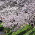 写真: 忍野八海、桜と富士山373