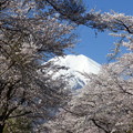 写真: 忍野八海、桜と富士山378