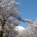 写真: 忍野八海、桜と富士山379