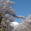 写真: 忍野八海、桜と富士山380