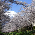 写真: 忍野八海、桜と富士山381