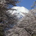写真: 忍野八海、桜と富士山382