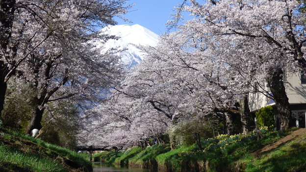 写真: 忍野八海、桜と富士山383