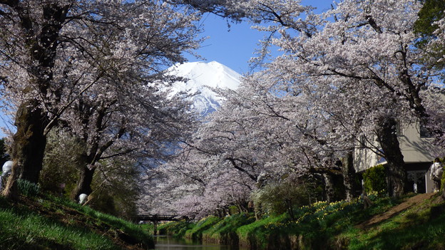 写真: 忍野八海、桜と富士山384