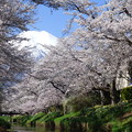 写真: 忍野八海、桜と富士山385