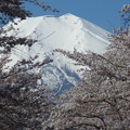 写真: 忍野八海、桜と富士山387