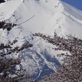 写真: 忍野八海、桜と富士山388