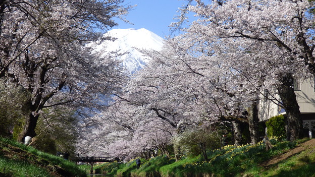 写真: 忍野八海、桜と富士山391