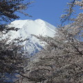 写真: 忍野八海、桜と富士山393