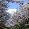 写真: 忍野八海、桜と富士山397